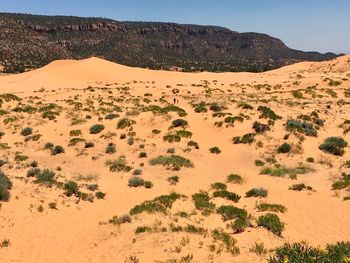 Scenic view of desert against clear sky