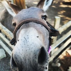 Close-up of horse