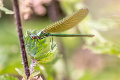 Close-up of insect on leaf