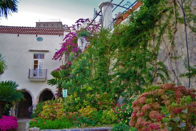 Flowers growing in town