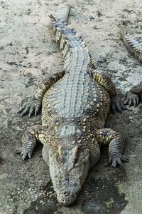 High angle view of crocodile in zoo