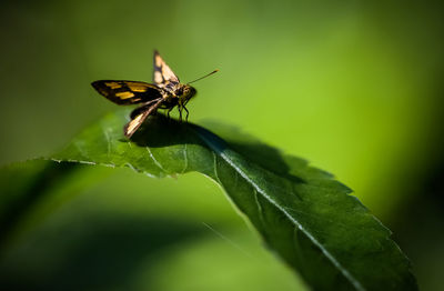 Close-up of butterfly on leaf