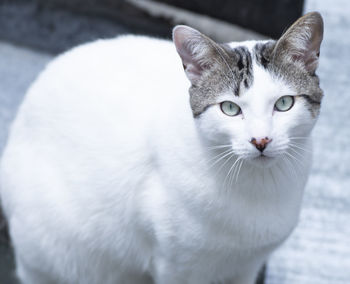 Close-up portrait of white cat