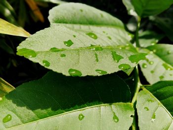 Close-up of wet plant leaves during rainy season