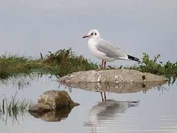 Bird perching on lake