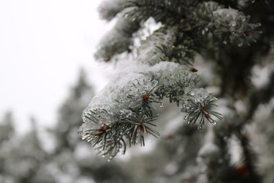 Close-up of frozen tree during winter