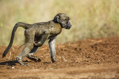 Close-up of monkey on field