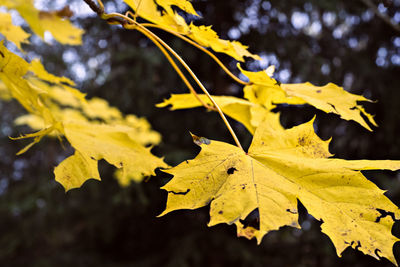 Defocused autumn leaves background. close up.