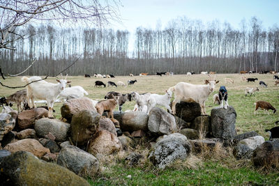 View of sheep on field