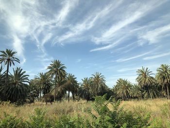 Plants growing on field against sky