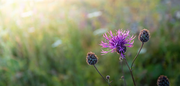 Natural sunset blurred meadow background with cornflower meadow flower close up. banner.