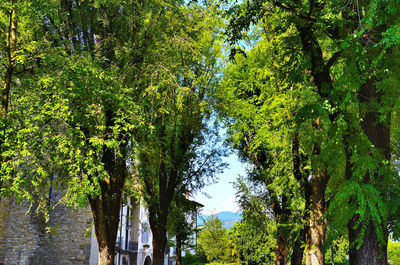 Trees in forest