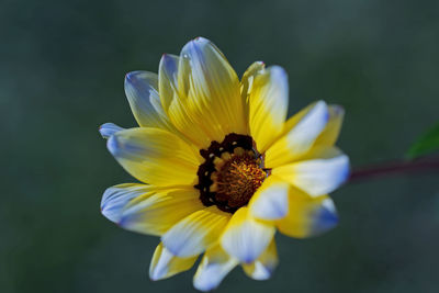 Close-up of honey bee on yellow flower