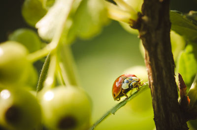 Close-up of ladybug on red currant plant