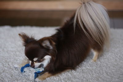 Chihuahua playing on rug
