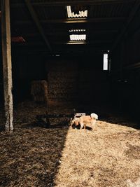 Dog toy in barn