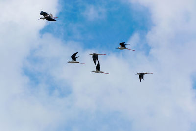 Low angle view of birds flying in sky