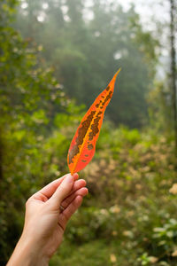 Close-up of hand holding orange leaf