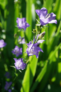 Close-up of purple crocus flowers on field