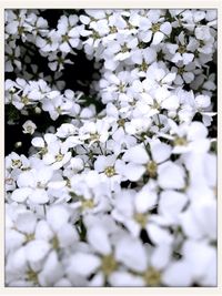 Close-up of white flowers