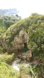 Close-up of tree against clear sky