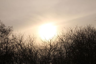 Close-up of tree during sunset