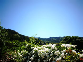 Flowers growing on landscape against clear blue sky