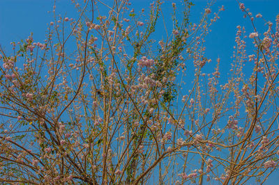 Low angle view of flowering plants against clear blue sky