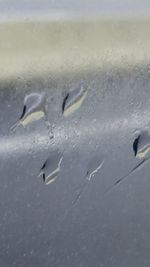 Close-up of fish swimming in sea