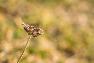 Close-up of insect on flower