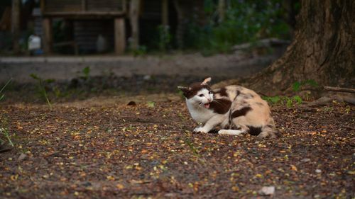 Portrait of a cat on field
