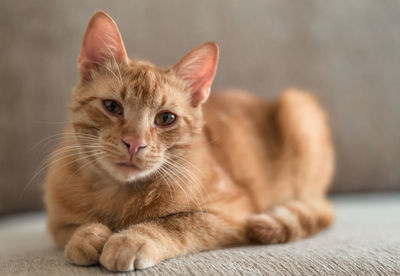 Closeup portrait of a redhaired cute tabby cat that lies on the couch and looks at the camera