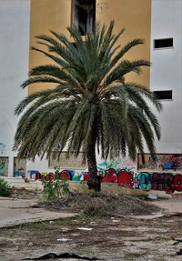 Palm trees by building against sky