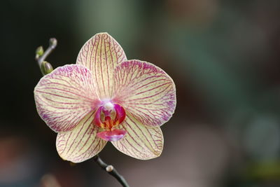 Close-up of pink flower