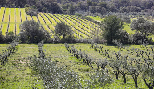 Island walking through the olive groves and the vineyards