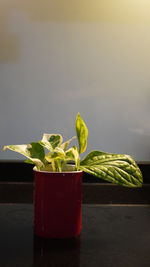 Close-up of plant against wall