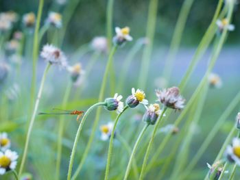 Close-up of flowering plant