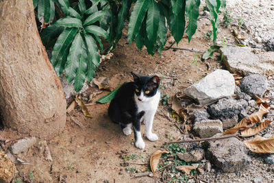 High angle portrait of cat by plants