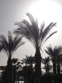 Low angle view of palm trees against sky