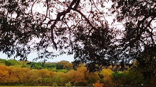 Trees on field against sky