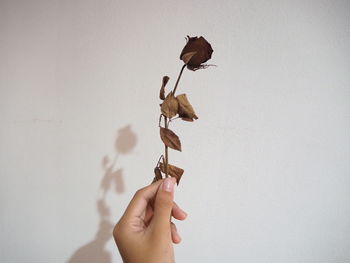 Cropped hand holding wilted flower