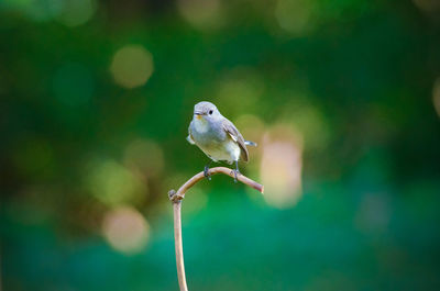 Close-up of a bird on stem