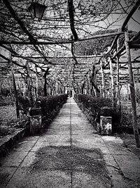 Footpath amidst bare trees