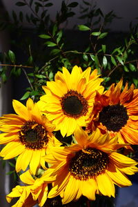 Close-up of sunflower