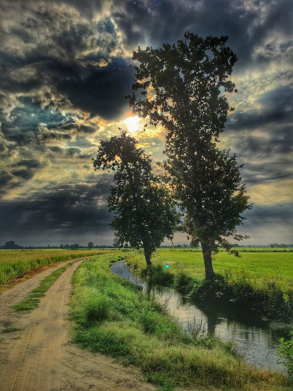 TREE ON FIELD AGAINST SKY