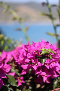 Close-up of pink flowering plant