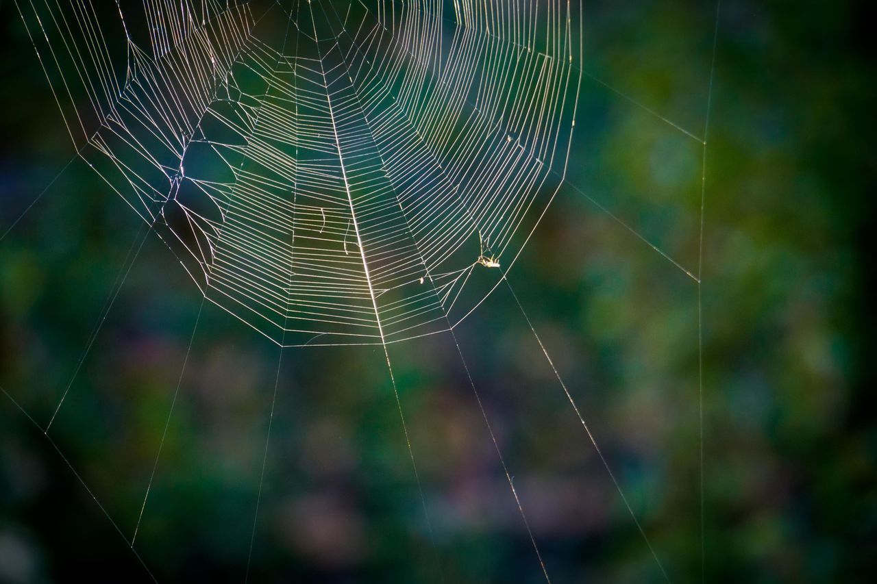 CLOSE-UP OF SPIDER WEB IN THE BACKGROUND
