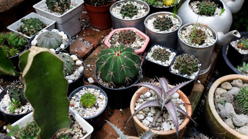 High angle view of succulent plants in market