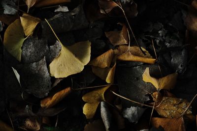 Full frame shot of dried autumn leaves on field