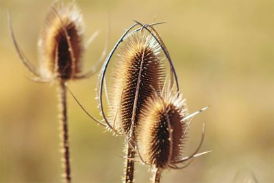 Close-up of thistle